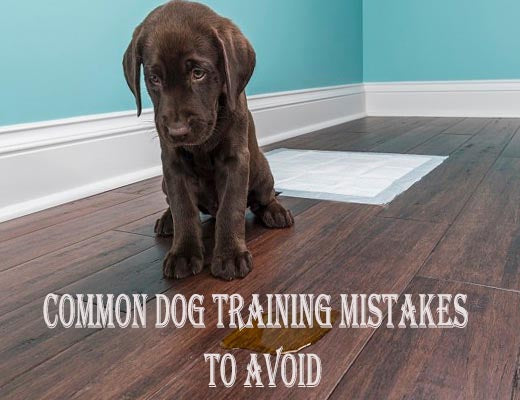 Common Mistakes to Avoid for Dog Toilet Training