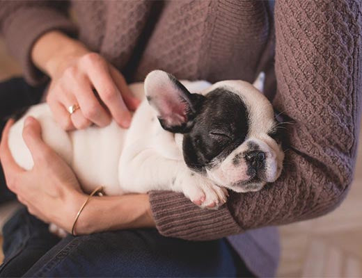 Surviving First Night with Your New Puppy - Do’s & Don’ts