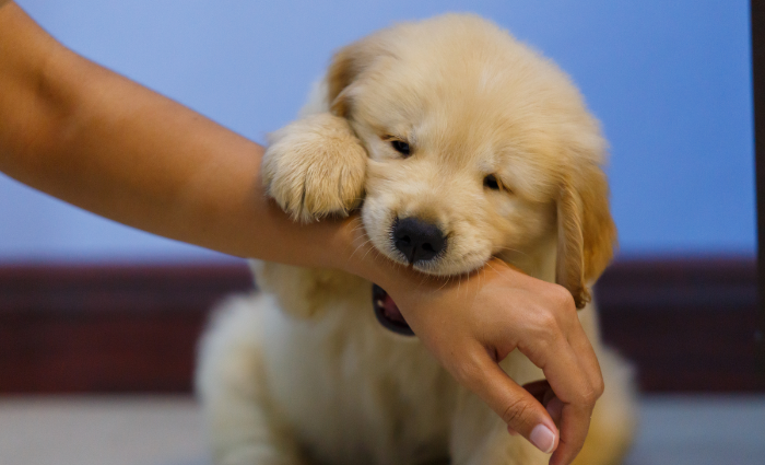How to Stop a Puppy from Biting - Immediate Steps to Prevent