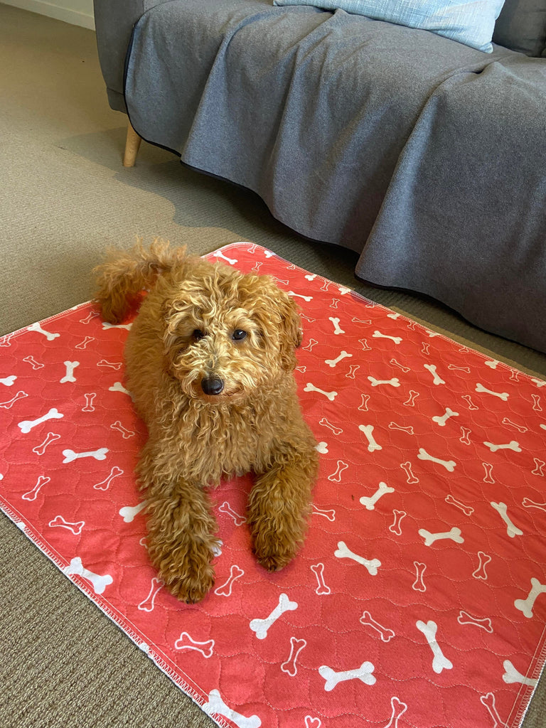 The Science Behind Dry Paws' Reusable Puppy Pads: A Closer Look