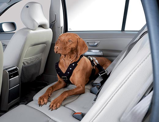 How to Keep Your Pup Safe in the Car Using Dog Car Harness?