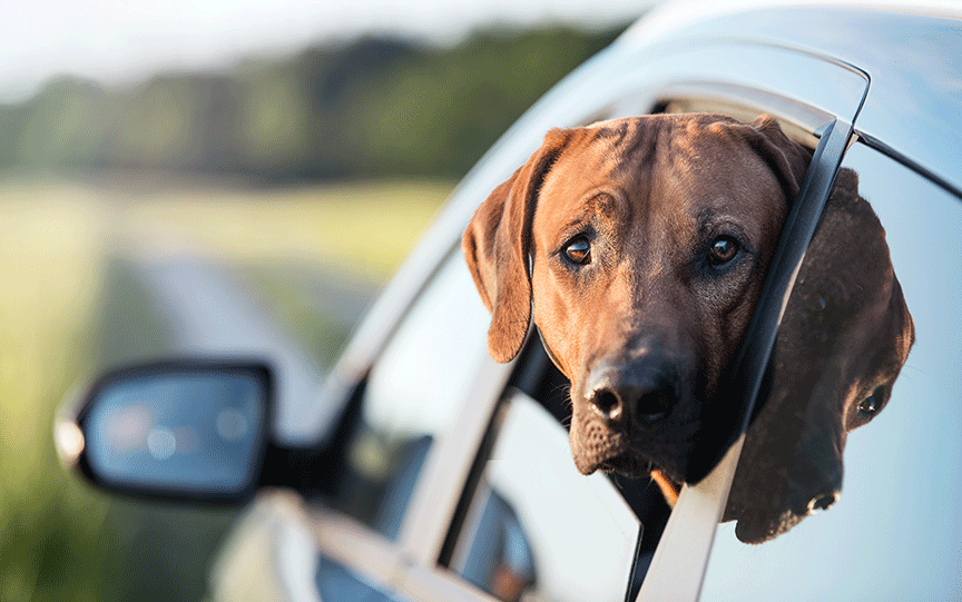 car sickness in dogs