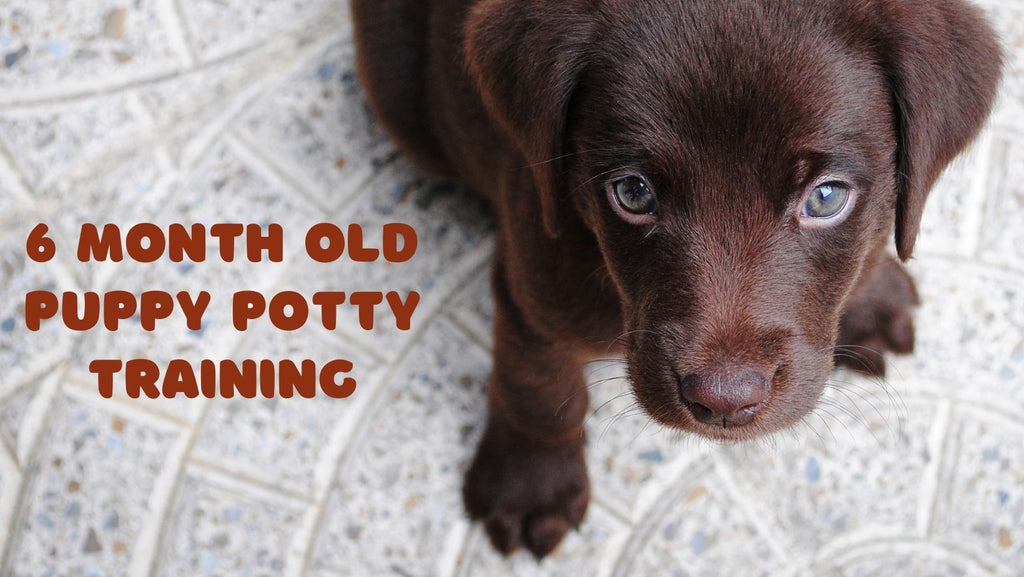 Perfect Schedule for a 6 Month Old Puppy Potty Training
