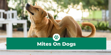 Mites on Dogs -  How to Get Rid of Dog Mites at Home