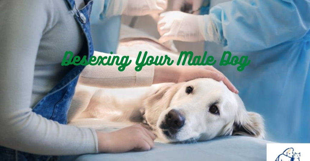 Best Time to Desexing/Neutering Your Dog at Low Cost