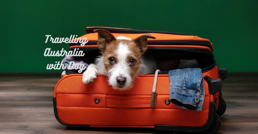 How to Pack For Travelling Australia With a Dog