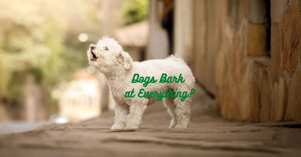 Why Your Dog Barks at Everything That Passes By?
