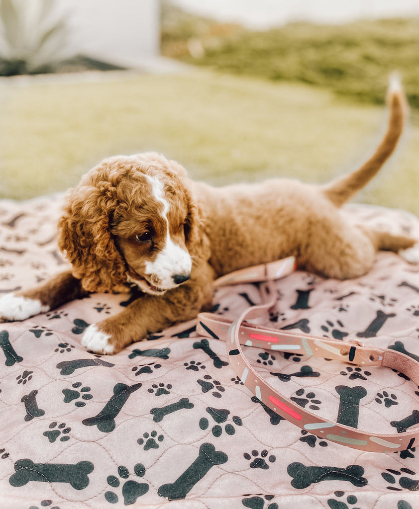 How to Potty Train a Puppy on Pads – Recall Training Steps