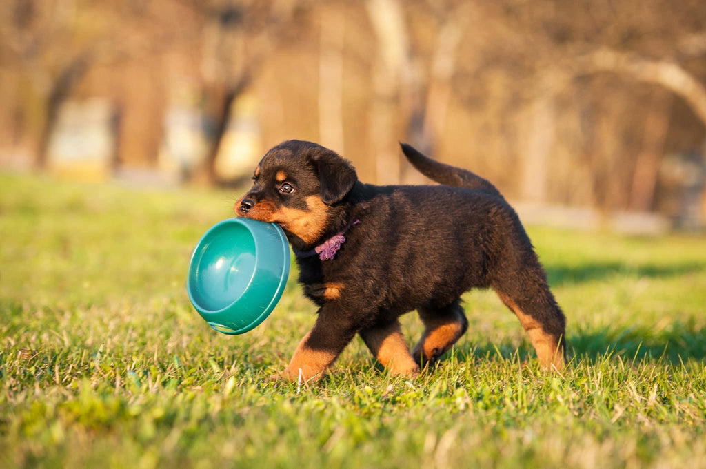 Here Are Some Bite-Sized Puppy Checklist to Get You Through the Next Few Months