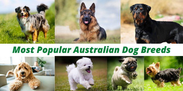 15 Most Popular Australian Dog Breeds to Adopt in 2022