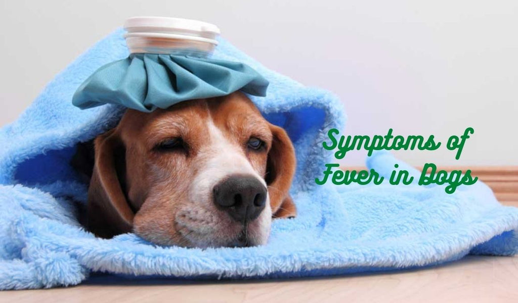 High Fever in Dogs - Symptoms & Treatment of High Fever