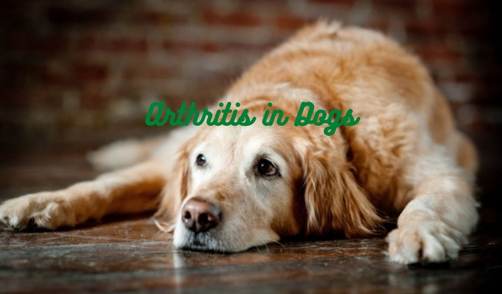 Arthritis in Dogs - Best Care for Your Dog Possible at Home