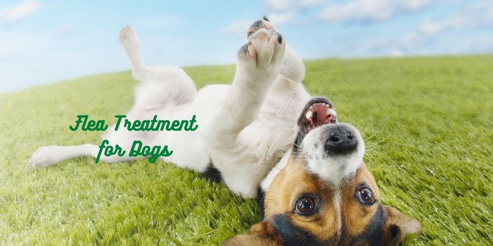 The Natural Way to Flea Treatment for Dogs & Puppies