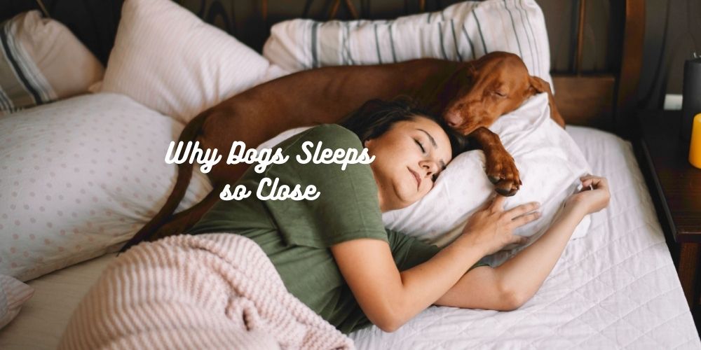 Why Do Dogs Sleep So Close to You - Reasons & Preventions