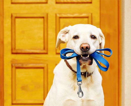 Step by Step Guide to Choose the Best Dog Training Leash