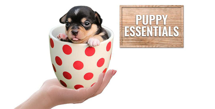 Essential Equipment That Your Puppy Must Have