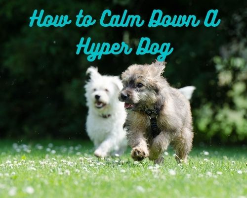 How to Calm Down A Hyper Dog - Control Over Excited Puppies