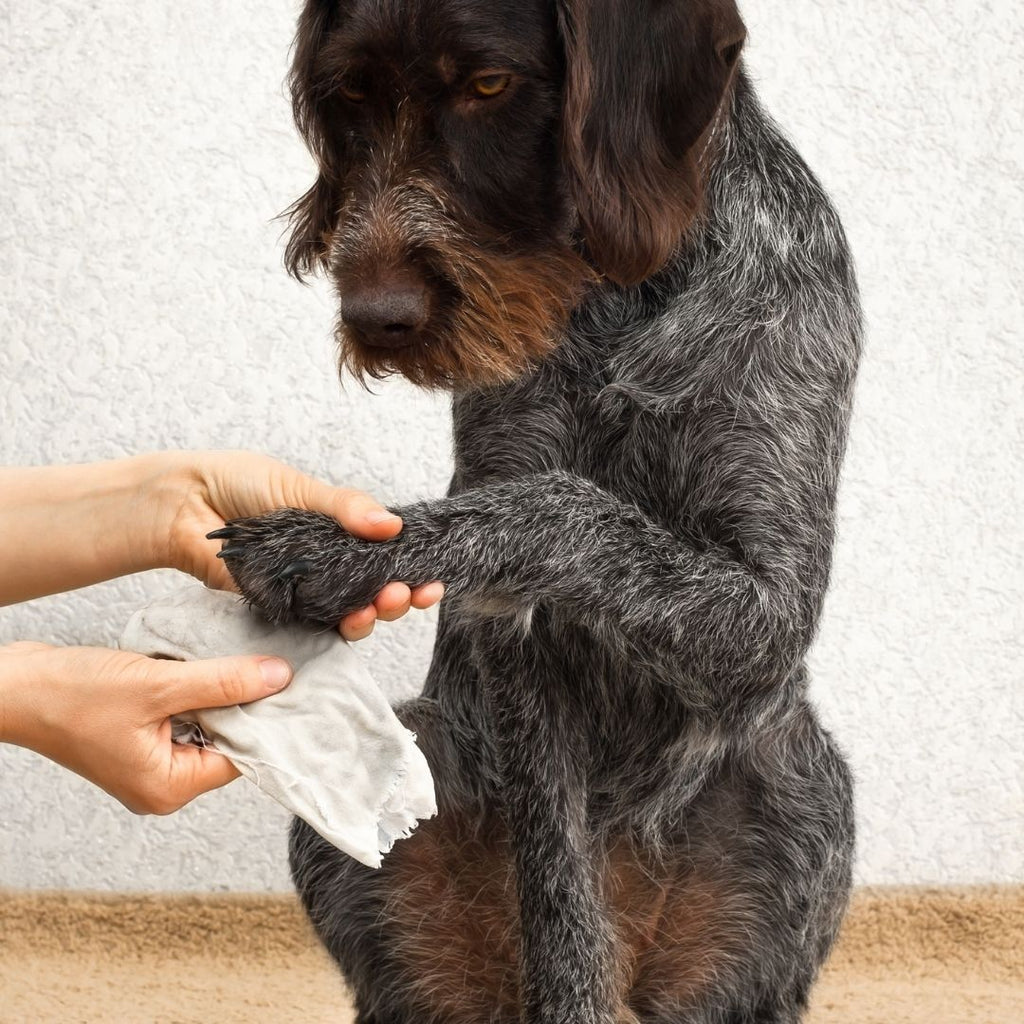 Compostable Pet Wipes - 100 Pack - Dry Paws